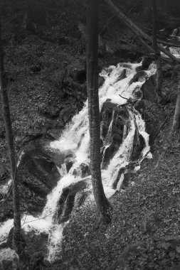 Karpat Dağları 'ndaki Sonbahar Ormanı' ndaki nehir. 