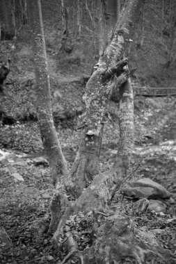 Karpat Dağları 'nda sonbahar ormanı 