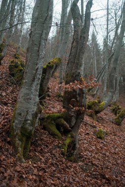 Karpat Dağları 'nda sonbahar ormanı 