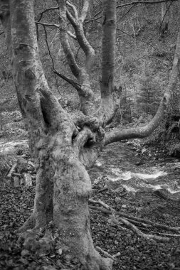 Karpat Dağları 'nda sonbahar ormanı 