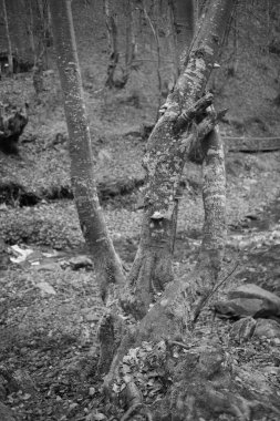 Karpat Dağları 'nda sonbahar ormanı 