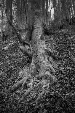 Karpat Dağları 'nda sonbahar ormanı 