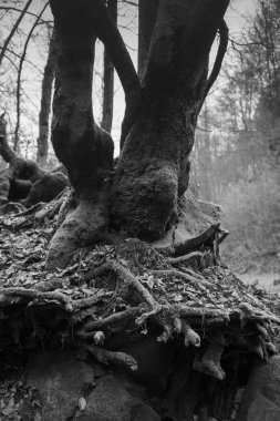 Karpat Dağları 'nda sonbahar ormanı 