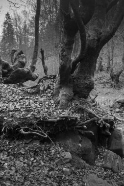 Karpat Dağları 'nda sonbahar ormanı 