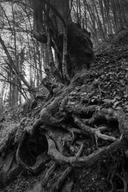 Karpat Dağları 'nda sonbahar ormanı 