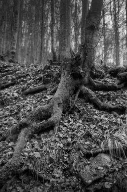 Karpat Dağları 'nda sonbahar ormanı 