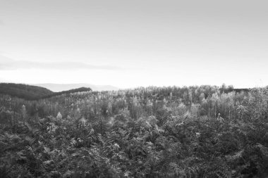 Karpat Dağları, Ukrayna 'nın güzel manzarası