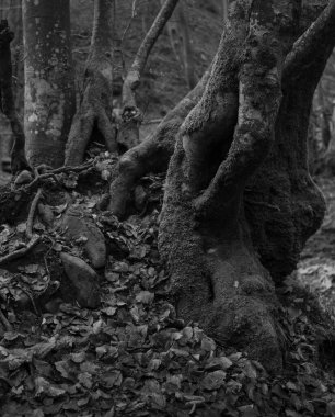 Karpat Dağları 'nda sonbahar ormanı 