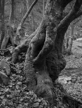 Karpat Dağları 'nda sonbahar ormanı 