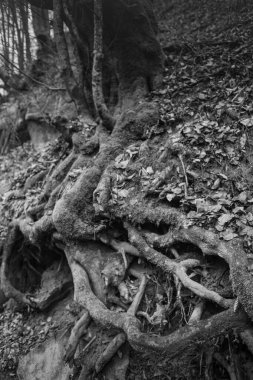 Karpat Dağları 'nda sonbahar ormanı 