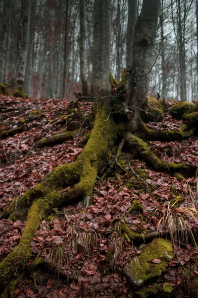 Herbstwald Den Karpaten — Stockfoto