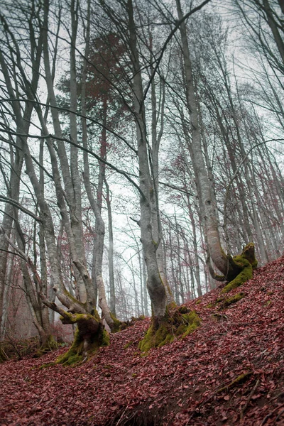 Herbstwald Den Karpaten — Stockfoto