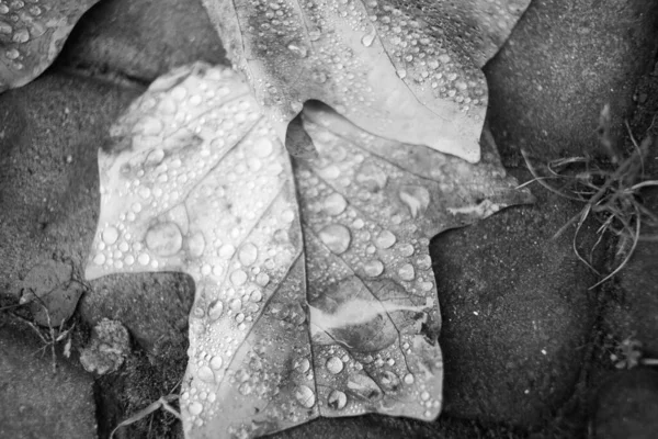 Autumn Fallen Leaves Rain — Stock Photo, Image