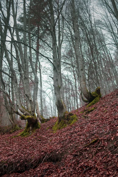 Herbstwald Den Karpaten — Stockfoto