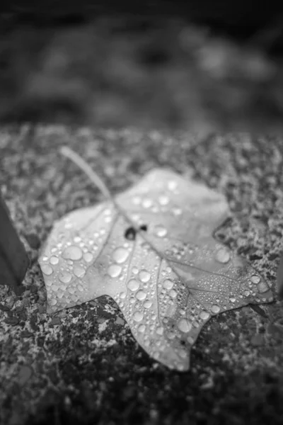 Otoño Húmedo Hoja Caída Después Lluvia —  Fotos de Stock