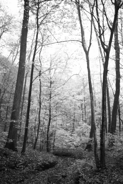 Forêt Automne Dans Les Carpates — Photo