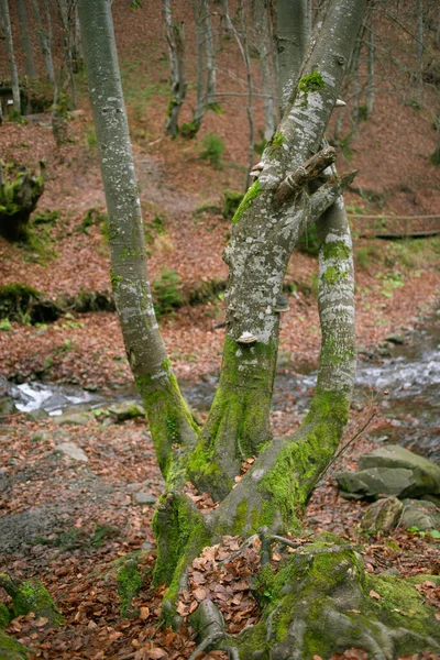 Herbstwald Den Karpaten — Stockfoto