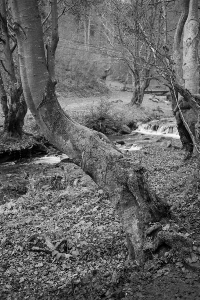 Karpat Dağları 'nda sonbahar ormanı 