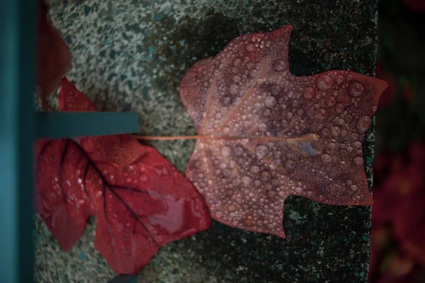 Autunno Foglie Cadute Dopo Pioggia — Foto Stock