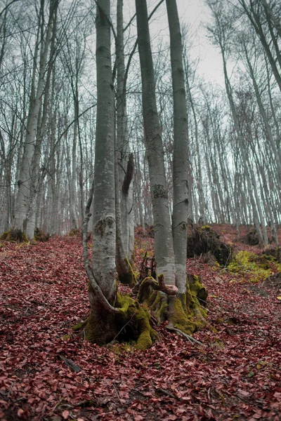 Höstskog Karpaterna — Stockfoto