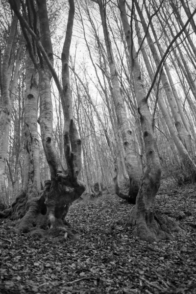 Karpat Dağları 'nda sonbahar ormanı 