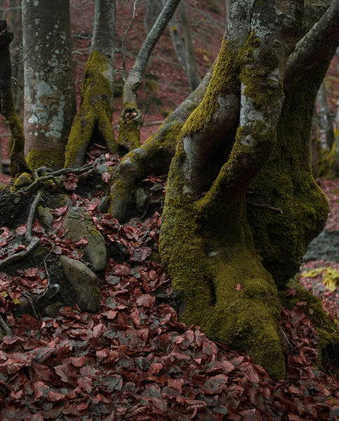 Bosque Otoño Las Montañas Los Cárpatos — Foto de Stock