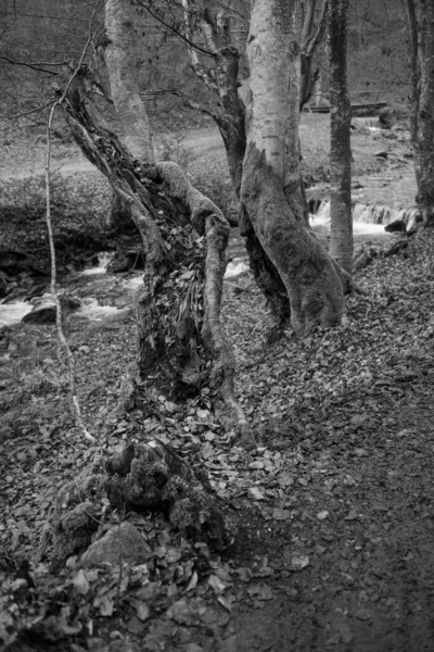 Karpat Dağları 'nda sonbahar ormanı 