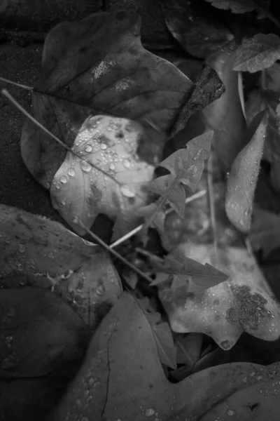 Autunno Foglie Cadute Dopo Pioggia — Foto Stock