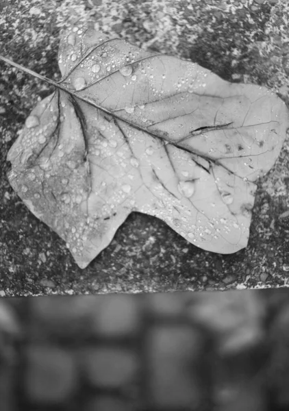 Våt Höst Faller Löv Efter Regn — Stockfoto