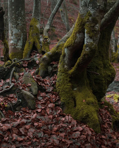 Foresta Autunnale Sui Carpazi — Foto Stock