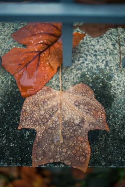 Outono Folhas Caídas Após Chuva — Fotografia de Stock