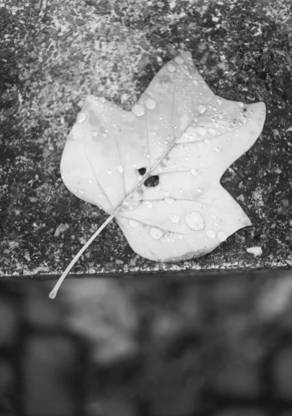 Otoño Húmedo Hoja Caída Después Lluvia —  Fotos de Stock