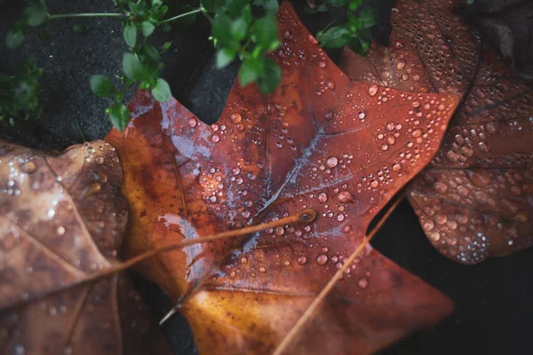 Outono Folhas Caídas Após Chuva — Fotografia de Stock