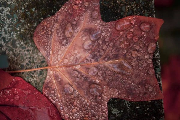 Automne Humide Feuilles Tombées Après Pluie — Photo