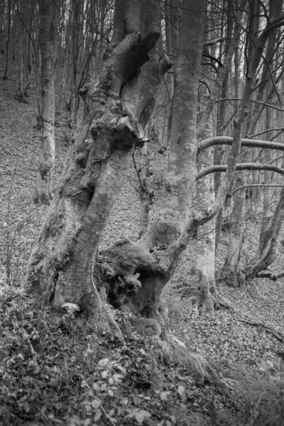 Karpat Dağları 'nda sonbahar ormanı 