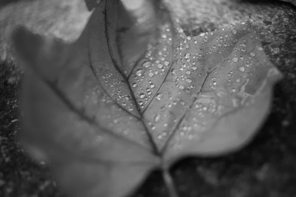 Natte Herfst Gevallen Blad Regen — Stockfoto