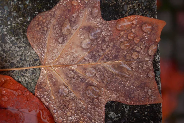 Влажная Осень Опадающий Лист После Дождя — стоковое фото