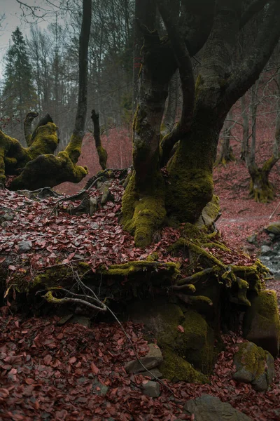 Herfstbos Het Karpaten Gebergte — Stockfoto