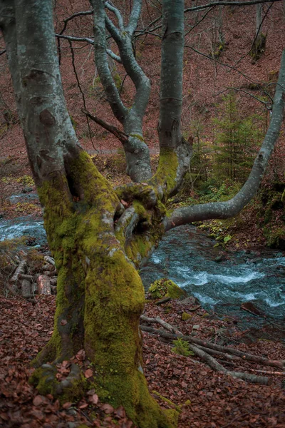 Río Bosque Otoño Las Montañas Los Cárpatos — Foto de Stock