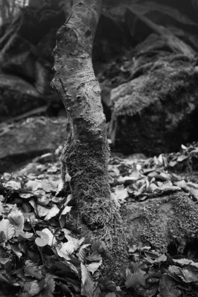 Karpat Dağları 'nda sonbahar ormanı 