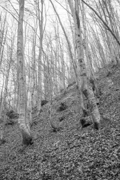 Forêt Automne Dans Les Carpates — Photo