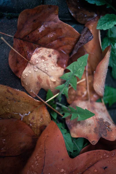 Automne Feuilles Tombées Après Pluie — Photo