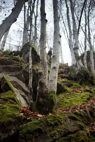 Herfstbos Het Karpaten Gebergte — Stockfoto