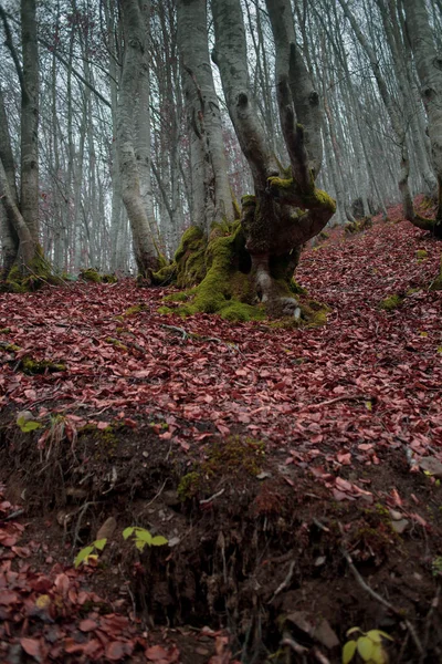 Herbstwald Den Karpaten — Stockfoto