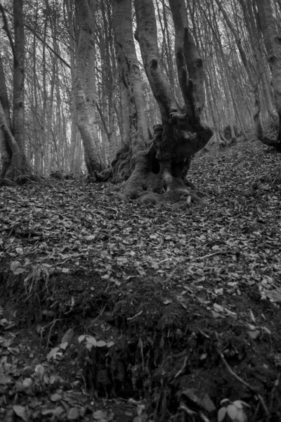 Karpat Dağları 'nda sonbahar ormanı 