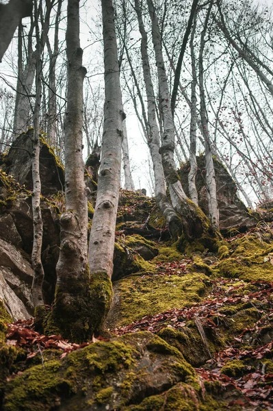 Floresta Outono Nas Montanhas Dos Cárpatos — Fotografia de Stock