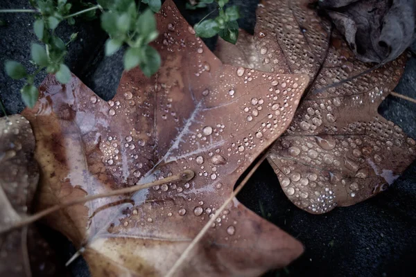 Automne Feuilles Tombées Après Pluie — Photo