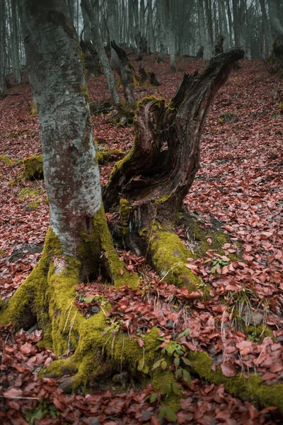Őszi Erdő Kárpátok Hegységében — Stock Fotó
