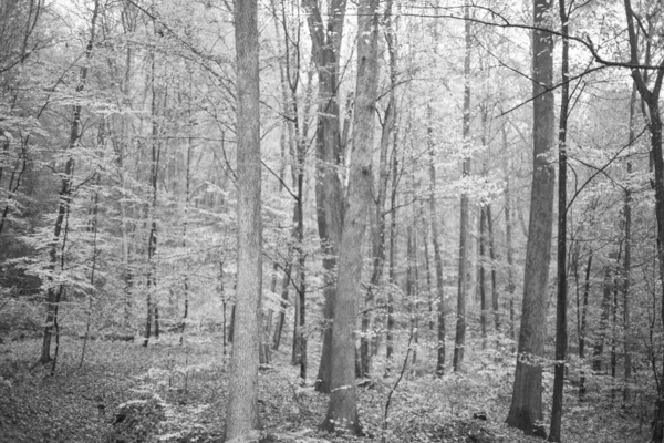 Karpat Dağları 'nda sonbahar ormanı 