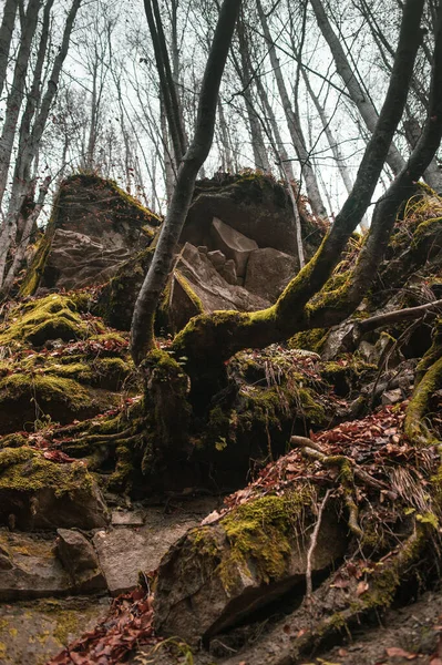 Осінній Ліс Карпатських Горах — стокове фото